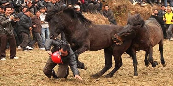 Omegaart Seekor Kuda Selamatkan Nyawa Fotographer